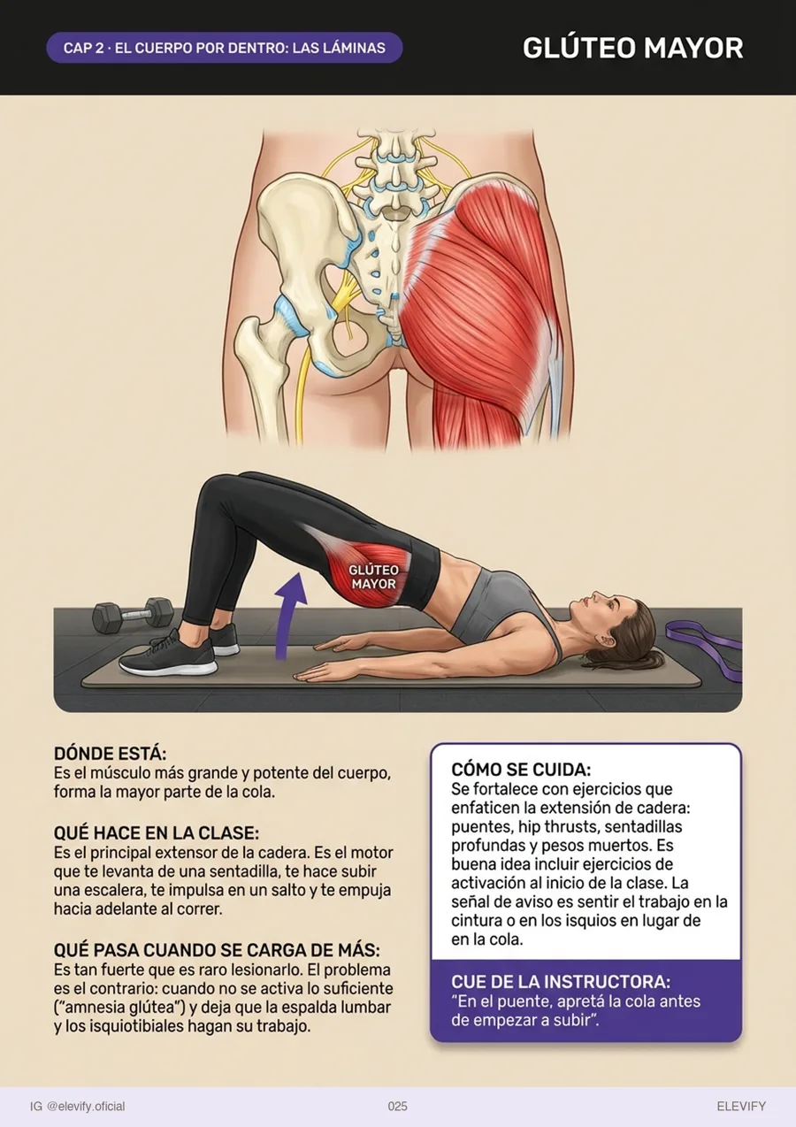 El glúteo medio